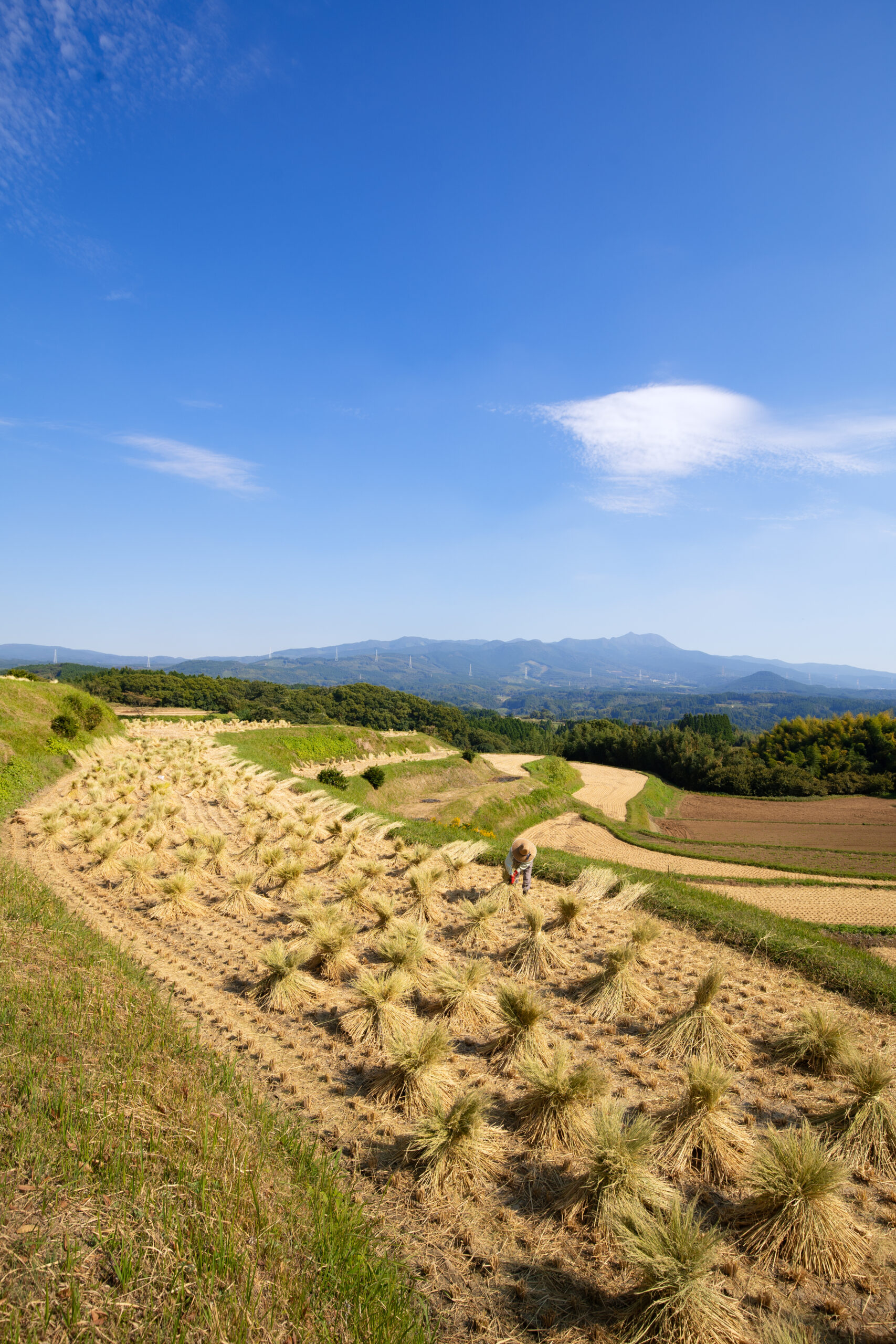 棚田の風景